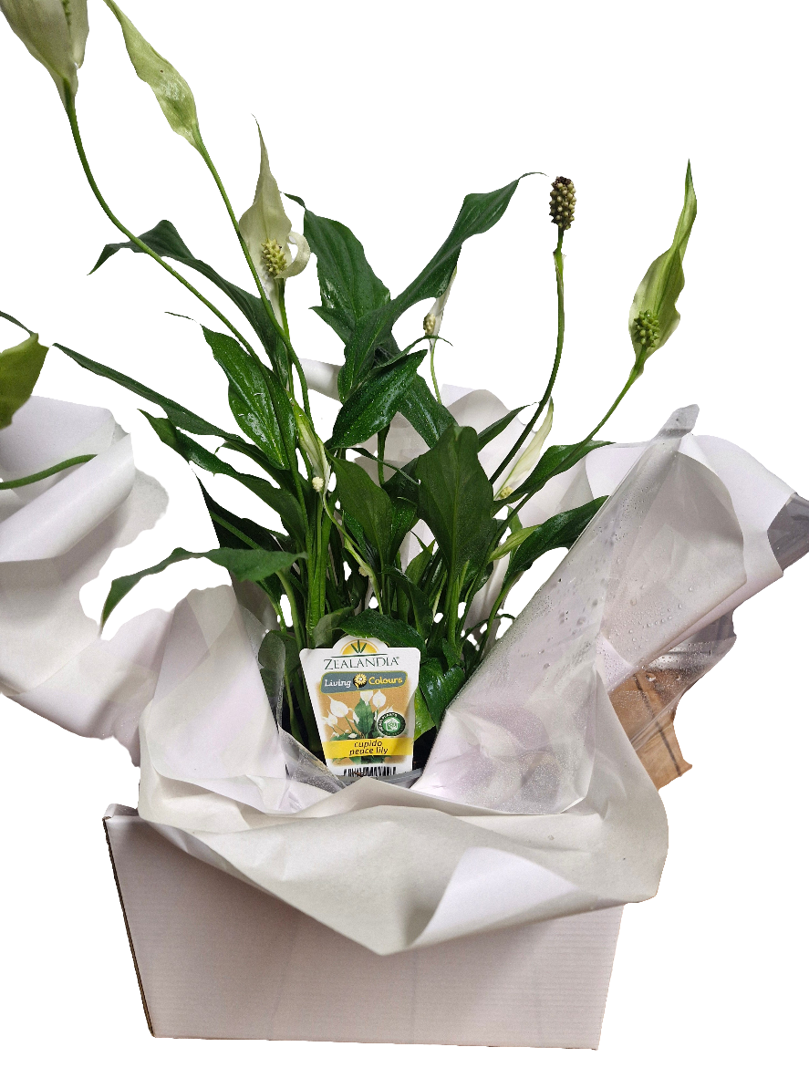 Boxed Peace Lily